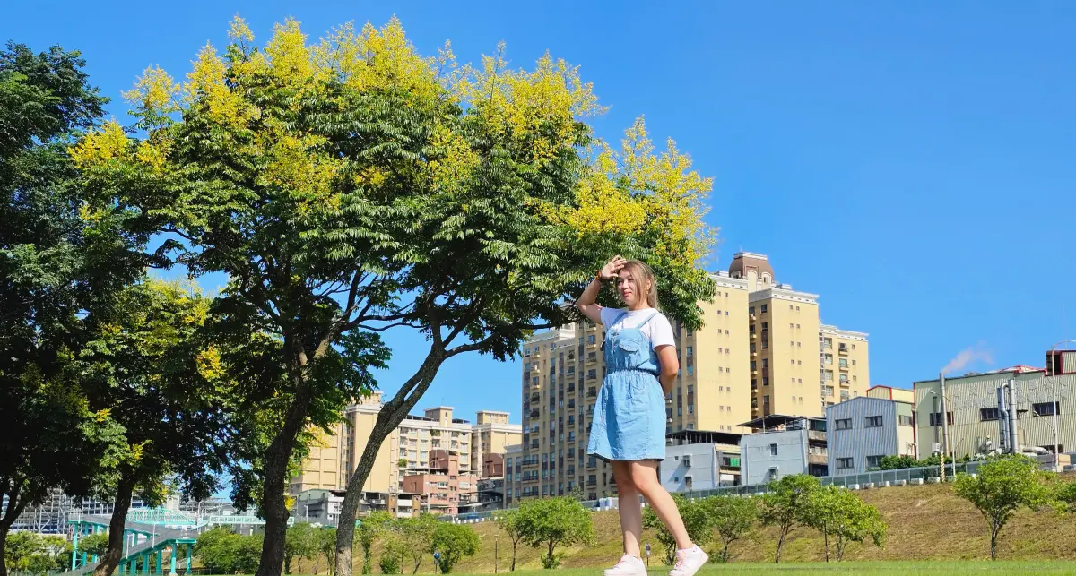 ▲妝點大地的台灣欒樹金黃色花朵為新北河濱公園換上精緻耀眼裝扮。（圖 ／新北市政府高灘地工程管理處提供）