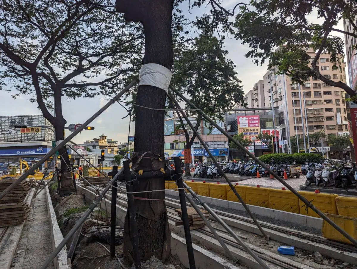▲輕軌雨豆樹路段共計192棵雨豆樹，預計10月4日全數完成頂撐加固。（圖／高市府捷運局提供）