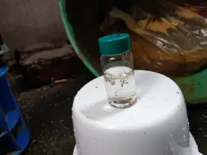 ▲防疫團隊今天進行高風險社區環境病媒蚊密度調查於廢棄水桶積水採撿到的孑孓。（圖／高市府提供）