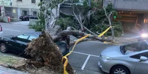 小犬颱風逼近！台中路樹疑不堪強風吹襲　倒塌壓毀2汽機車
