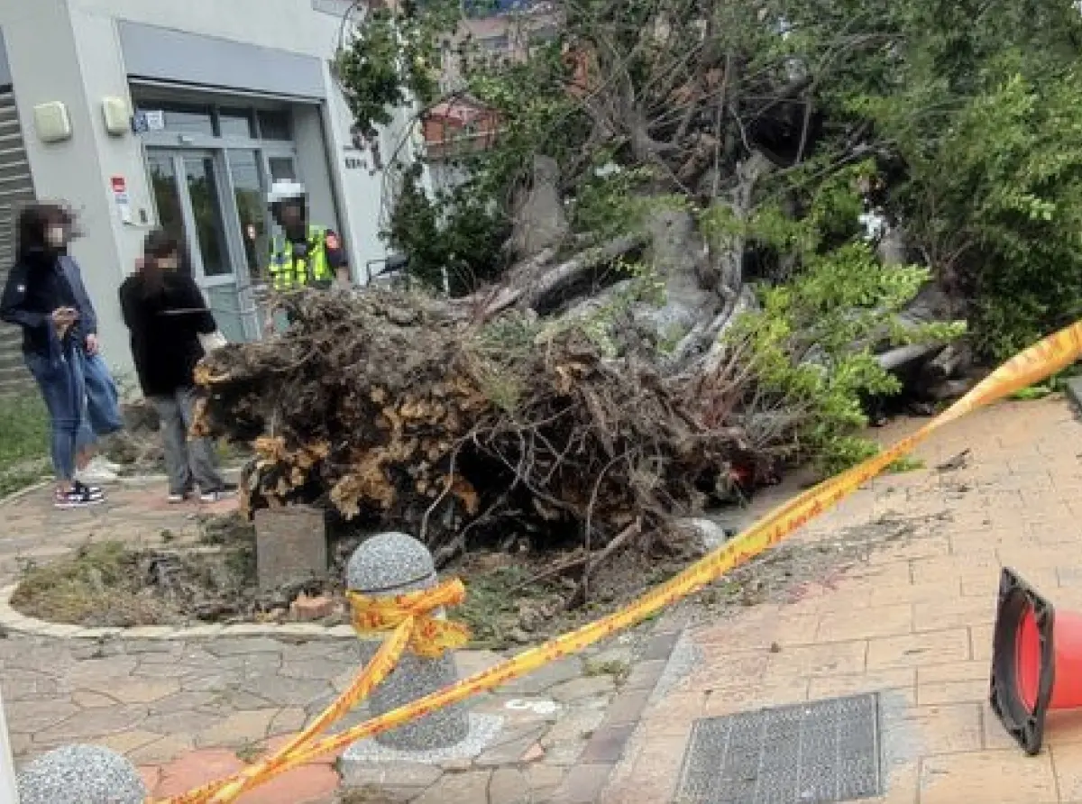 ▲小犬颱風強烈風雨襲擊南台灣，鹿港衛生所復興路旁的榕樹被連根拔起吹倒在地，意外發現底部埋有一塊完整的墓碑。（圖／翻攝自臉書社團「我愛鹿港小鎮」）