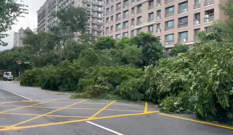 ▲三峽北大特區學府路上整排20多棵路樹傾倒，影響交通。（圖 ／翻攝畫面）