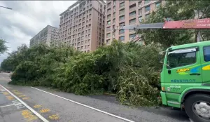 ▲三峽北大特區學府路上整排20多棵路樹傾倒，區公所調派吊車緊急處理移除。（圖 ／翻攝畫面）