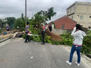 小犬颱風挾帶強陣風！彰化埔鹽鄉「路樹狂倒逾30棵」警消疲於奔命
