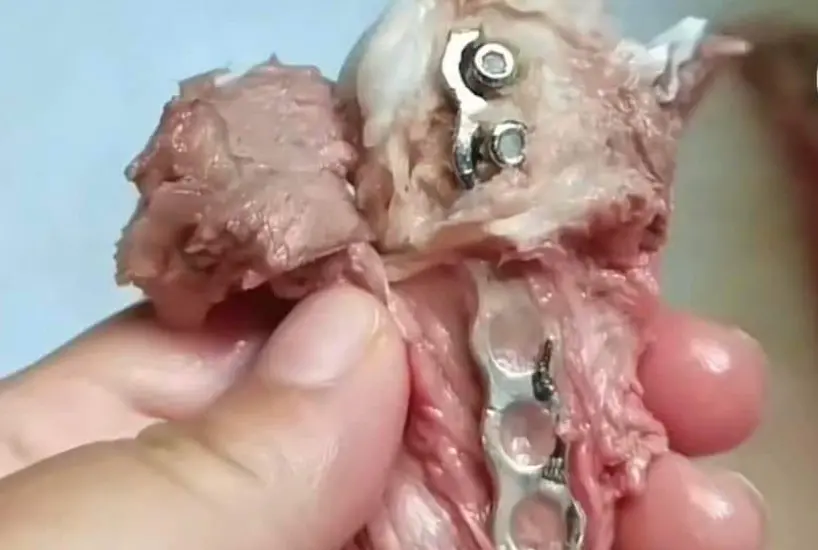 ▲大陸民眾到市場購買狗肉，結果發現狗腿上有鋼釘釘，好奇詢問是否能食用，卻釣出飼主本人。（圖/翻攝大陸抖音）