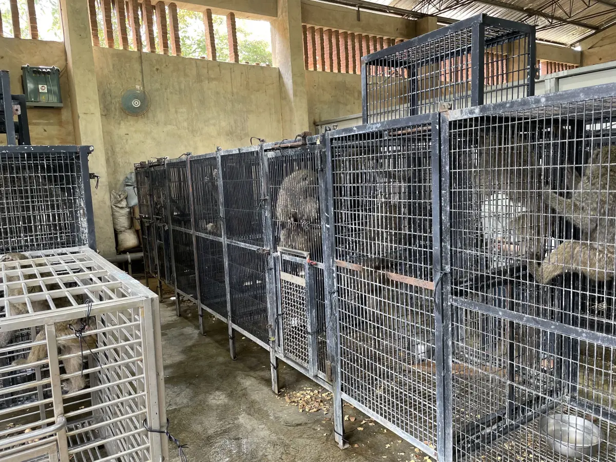 ▲有鑒於六福村發生狒狒脫逃、死亡事件，園區已於8月31日完成狒狒識別、結紮及全數植晶片作業。（圖／新竹縣農業處）