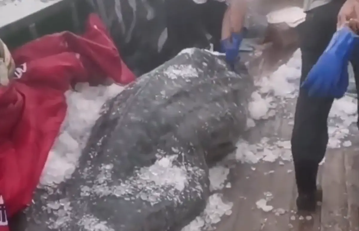 ▲10月初又傳出有違法宰殺鯨鯊的事件，案件最新進度也讓許多人心碎。（圖／翻攝微博新京報）