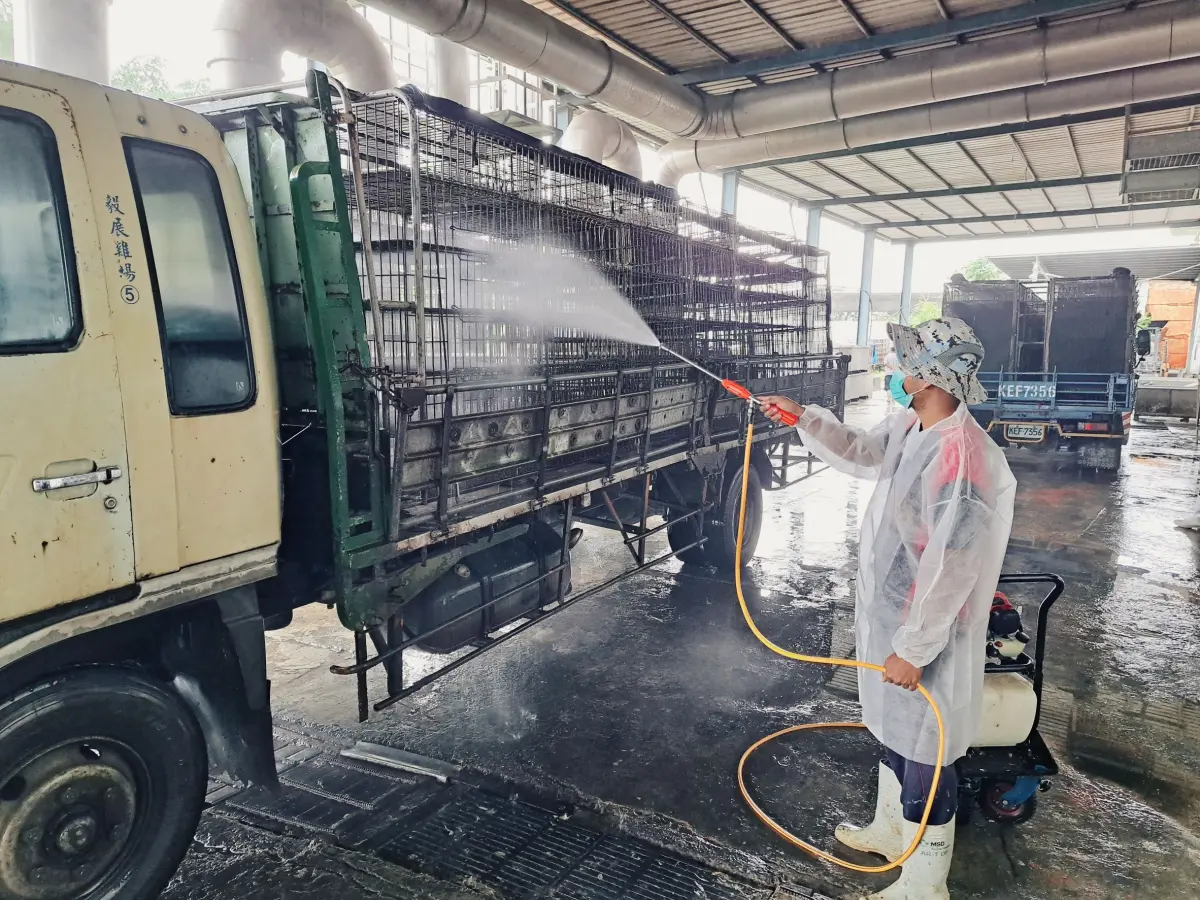 ▲台南市一處土雞場出現高病原性禽流感確診事件，18817隻黑羽土雞遭撲殺銷毀。（圖／農業部防檢署提供）