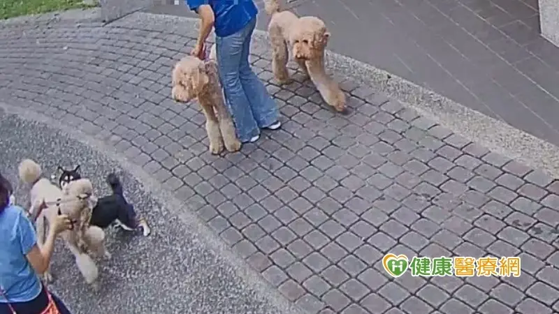 ▲遛狗未繫繩引發衝突！　安全防護多一點、糾紛就少一點
