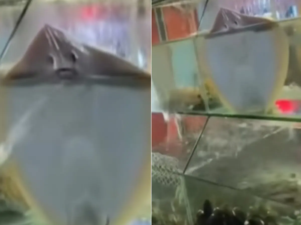 ▲海產店玻璃魚缸中一隻調皮魟魚使出「水槍攻擊」，讓網友笑噴求收編。（圖／翻攝爆廢公社二館臉書）