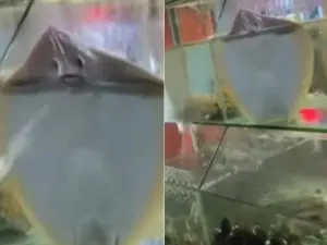 影音/海產店調皮魟魚「水槍攻擊」 網笑噴:別吃了!養來當寵物