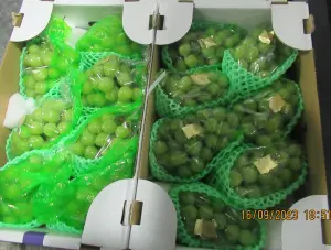 日本葡萄農藥殘留超標！250公斤遭銷毀　今年累計3批違規
