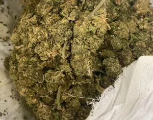 藥草按摩球開出毒花！高雄關與航業調查處高雄站查獲旅客走私大麻
