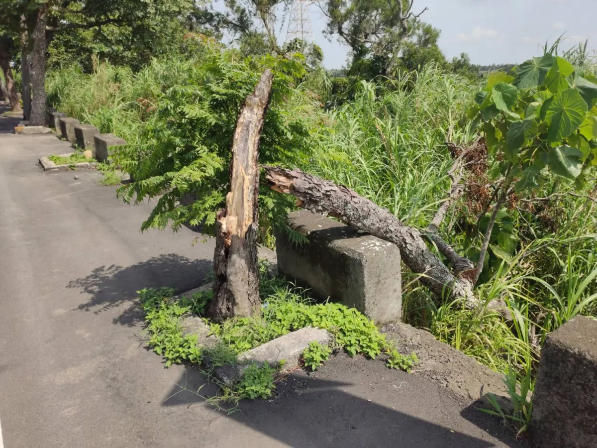 ▲市議員周玉琴質詢指出，楊梅地區最近也有多棵路樹傾倒，有民眾轎車被倒下的樹木壓壞，欲申請國賠，卻因天災不符資格。（圖／市議員周玉琴服務處提供）