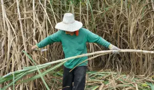 ▲蔗糖業是泰國農業經濟的重要支柱之一。（圖／翻攝自Southeast Asia Globe）
