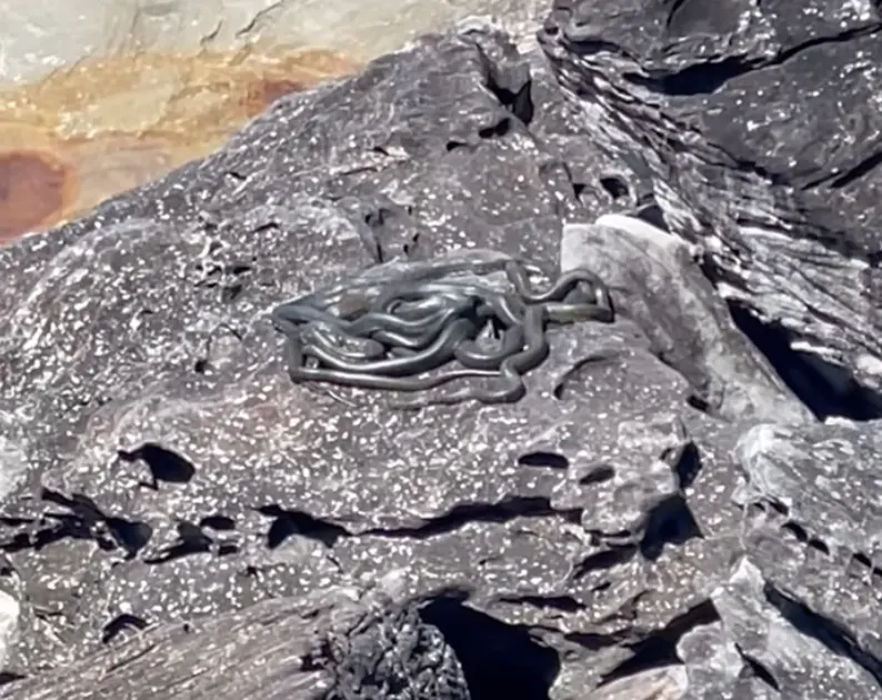 ▲澳洲新南威爾斯州一個家庭日前散步時，在海邊岩石上發現有12條蟒蛇盤纏在一起，畫面相當詭異。（圖/翻攝自Sutherland Shire Snake Sightings臉書社團）