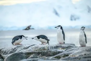 南極旅遊人數增4成！雄獅推夢想行程　璽寶郵輪追夢號2024啟航
