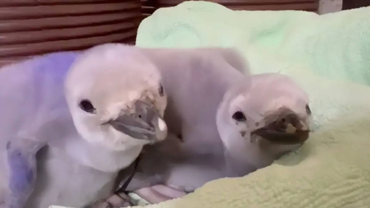 ▲屏東海生館近日迎來企鵝寶寶誕生的好消息，可愛的頰帶企鵝雙寶依偎在一起模樣超萌。（圖／屏東海生館提供）