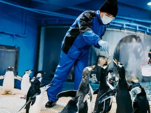 ▲「我與企鵝的0.1毫米」活動將帶領民眾實際走入模擬南極的企鵝棲地，行程包含近距離與企鵝面對面、親自拿起餌料餵食企鵝等。（圖／屏東海生館提供）