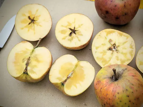 ▲福壽山農場表示，結蜜的蘋果特別香甜好吃，是因為結蜜情形通常都發生在甜度高和新採的蘋果。（圖／翻攝自「福壽山農場」臉書粉專）