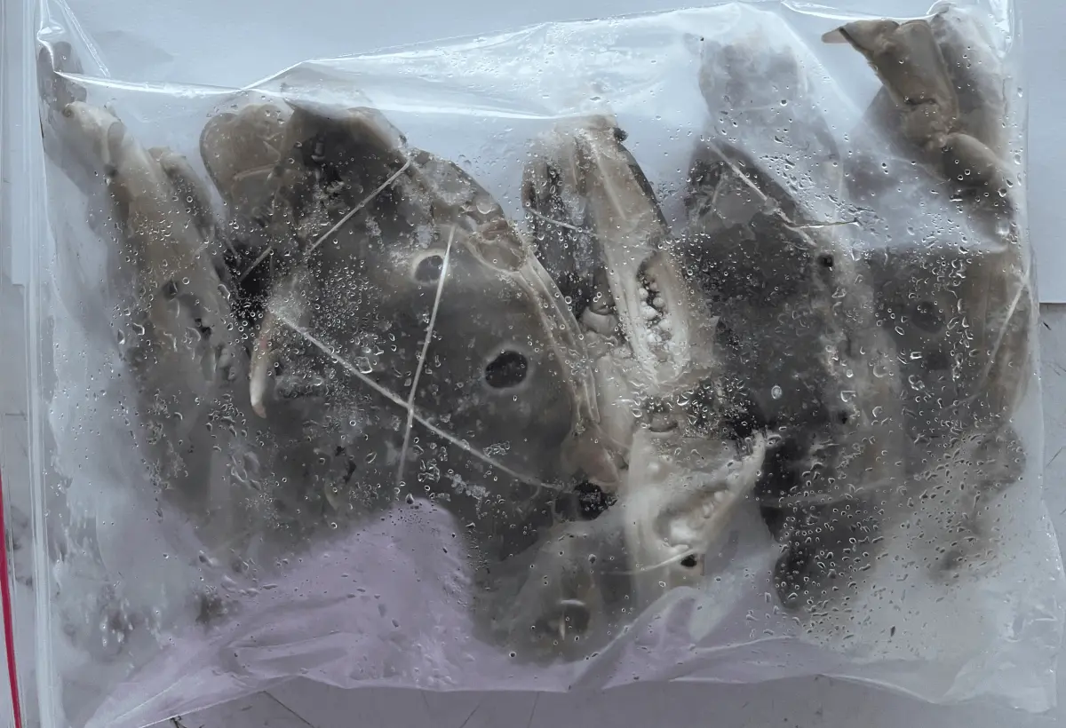 ▲食藥署今（17）日公布邊境查驗結果，其中一批巴基斯坦出口的三點蟹產品重金屬超標。（圖／食藥署提供）