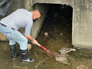 疑被下毒!9隻流浪貓暴斃排水溝 中市議員:貓咪真的會報仇 ▲死亡貓咪肚子都鼓鼓的,江和樹研判是毒發身亡。(圖片經黑白處理)(圖/台中市議員江和樹提供,2023.10.17)