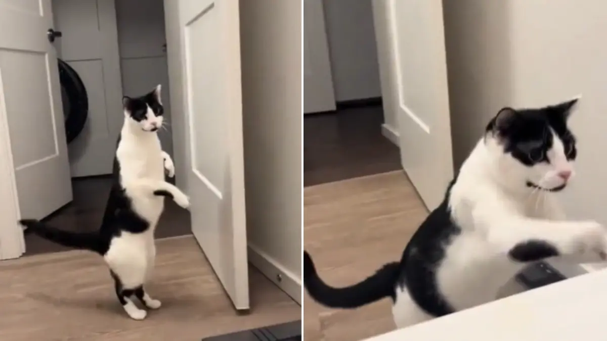 ▲日前國外就有一隻賓士貓，以為正在泡澡的主人遇到危險，在浴室內慌忙的「雙腳走路」。（圖／X@catshouldnt）