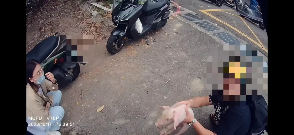 ▲警方到場時已有民眾成功抓到小豬，並帶到路旁。（圖／警方提供）