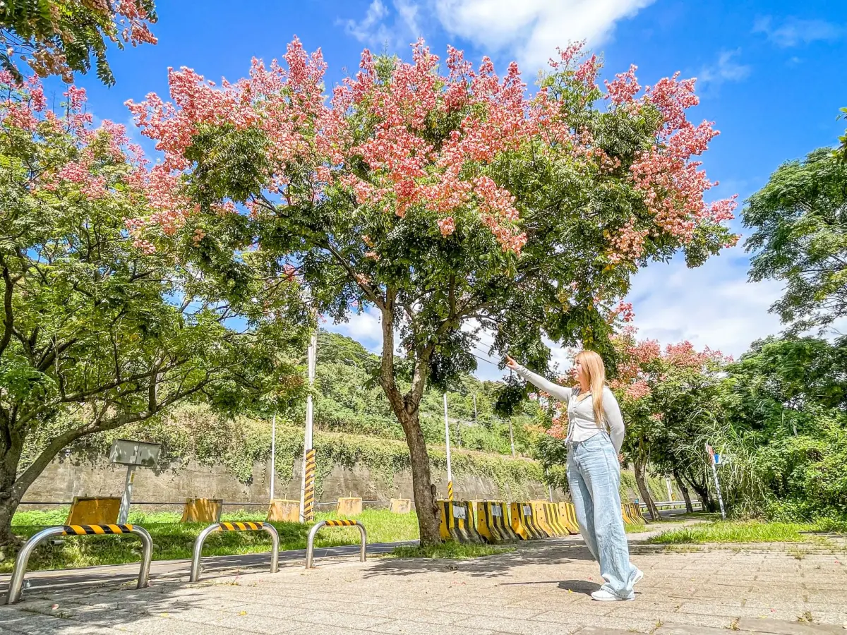 ▲新北河濱公園的台灣欒樹入秋上演金黃色變粉紅色蒴果的變裝秀，美景讓人拍不停。（圖 ／新北市政府高灘地工程管理處提供）