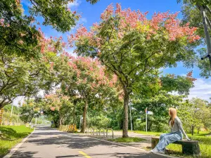 ▲新北河濱公園的台灣欒樹粉紅蒴果、黃色花朵及濃綠枝葉相間的繽紛色彩映入眼簾。（圖 ／新北市政府高灘地工程管理處提供）