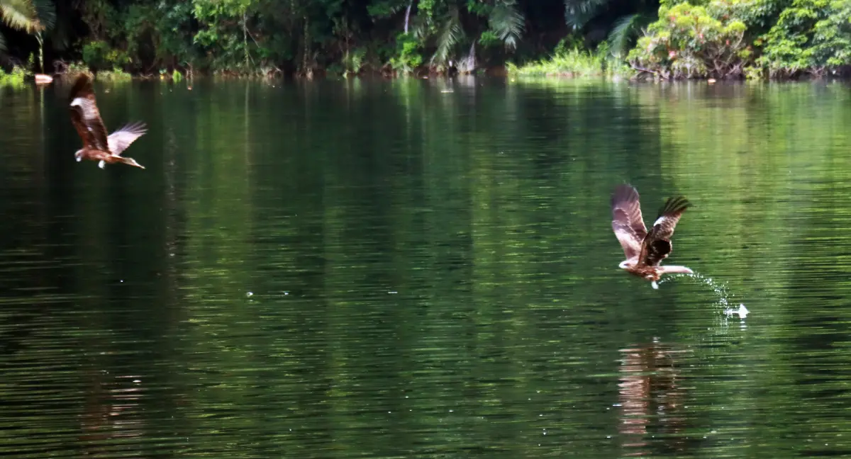 ▲曾文水庫猛禽俯衝抓魚的英姿（圖／記者劉悅儷攝，2023,10,18）