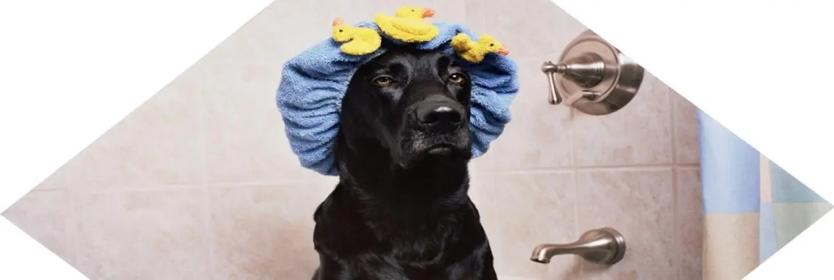 狗狗體味,狗狗洗澡,洗澡的錯誤