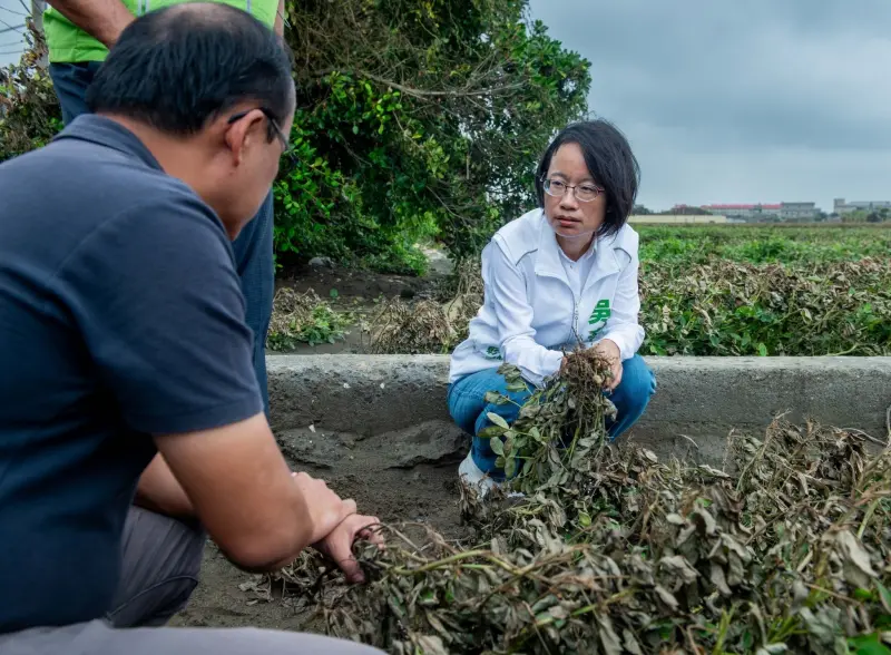 ▲吳音寧下鄉勘查小犬颱風造成的花生災損情形。(圖/吳音寧競辦提供,2023.10.19)