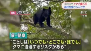 熊出沒注意！日本秋田今年已52人因「熊襲」受傷　學校緊急停課
