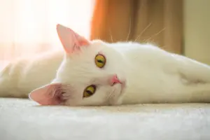白貓,異色瞳,貓咪
