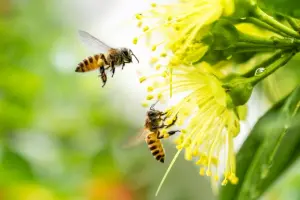 蜜蜂,公蜜蜂,蜜蜂交配,蜜蜂死亡