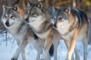 狼,wolf,犬,狗,dog,大野狼