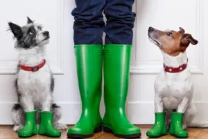 狗,遛狗,下雨天遛狗,下雨天狗狗怎麼辦,狗雨衣