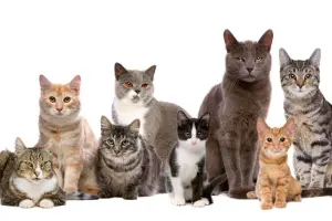 貓咪,貓,貓個性,橘貓,白貓,貓星人,個性,花色