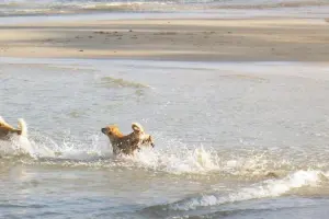 狗狗,游泳,能力,排行,犬,玩水