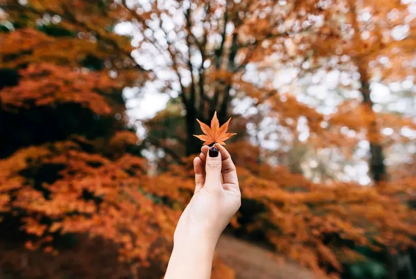 ▲霜降是秋季最後一個節氣，民間有「補冬不如補霜降」的說法，可把握今天靠食物食補，命理師也點名5星座將走好運。（示意圖／Unsplash）