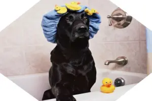狗狗體味,狗狗洗澡,洗澡的錯誤