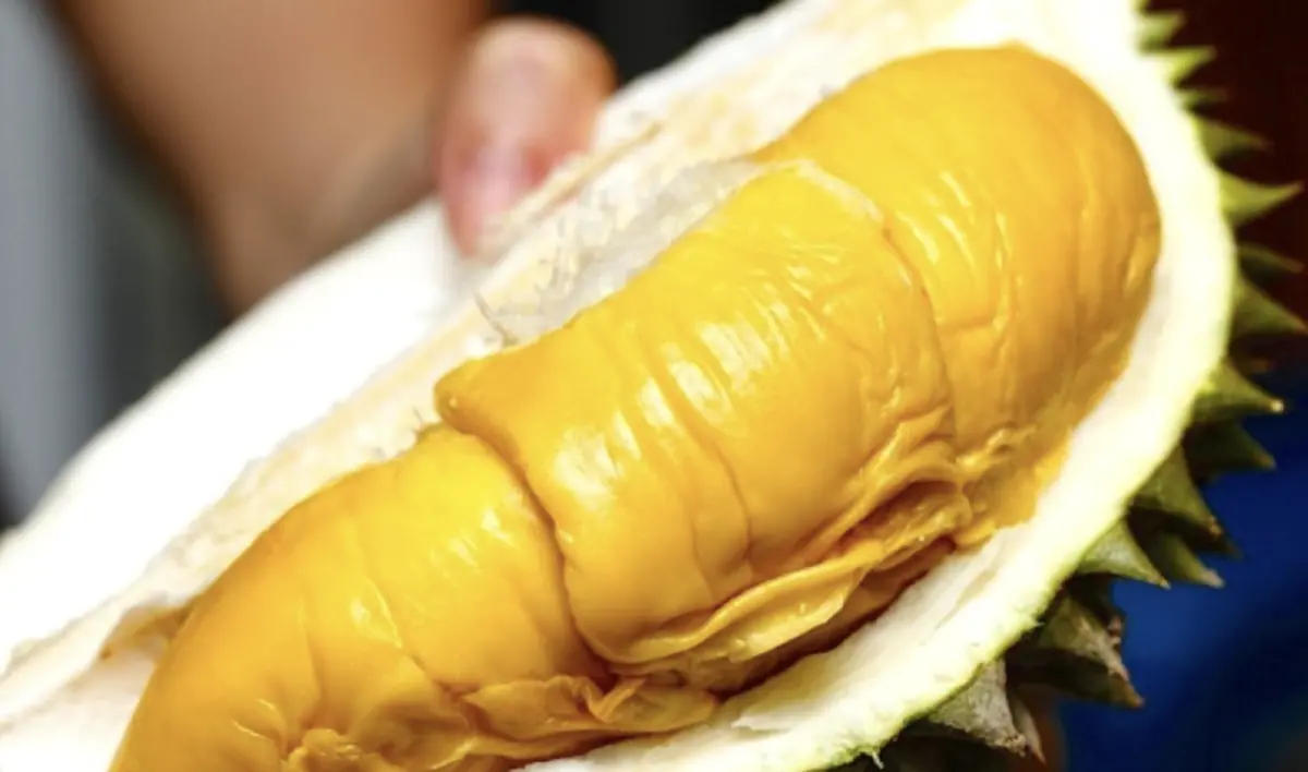 ▲被譽為世界第一榴槤品種的貓山王榴槤在越南的價格暴跌。（圖／報系資料照）