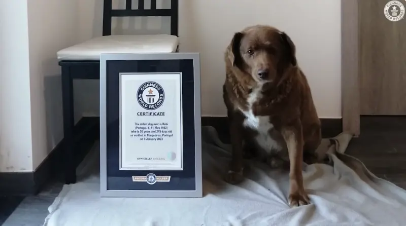 ▲葡萄牙純種獒犬「波比」以30歲又266天的歲數，打破金氏世界紀錄，成為全球最長壽的狗狗，近日卻被獸醫宣告已於21日不幸去世，享年31歲。（圖／翻攝自「Guinness World Records」YT）