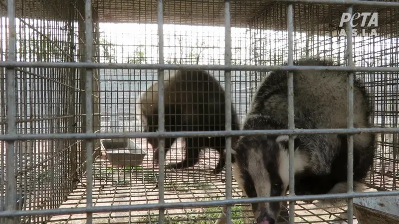 ▲被關在鐵絲籠子里的獾。（圖／PETA提供）
