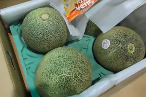 日本北海道進口鮮蜜瓜「農藥超標6倍」　7箱56公斤全遭退運、銷毀
