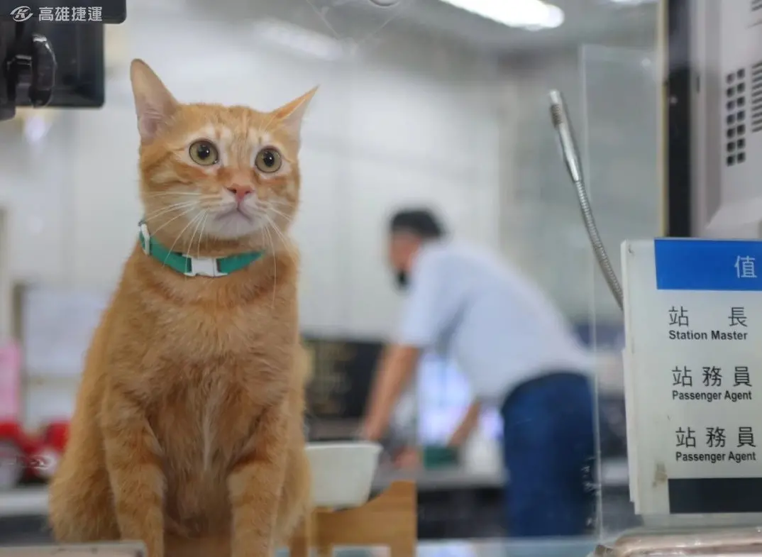 ▲高雄捷運貓站長「蜜柑」人氣紅不讓，每次出勤都會吸引大批民眾前往圍觀。（圖／IG@krtcmikan）