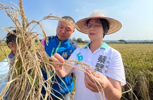 ▲蔡壁如與海線市議員楊啟邦一起勘查外埔區水稻的颱風災損情形。（圖／蔡壁如提供，2023.10.24）