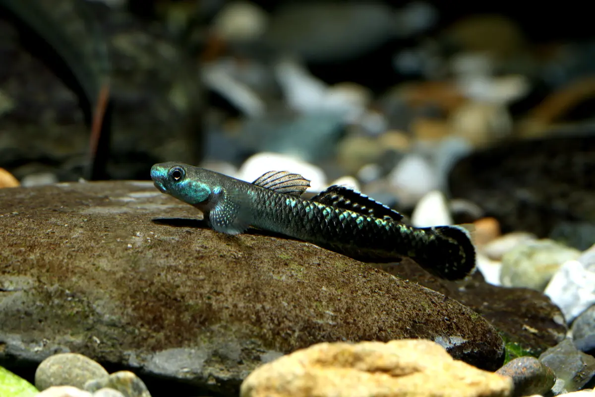 ▲明仁枝牙鰕虎等多種魚類經農業部公告，列為保育類魚種，飼主須在年底前完成登記，否則恐面臨5萬元罰緩。（圖／農業部提供，周銘泰攝）