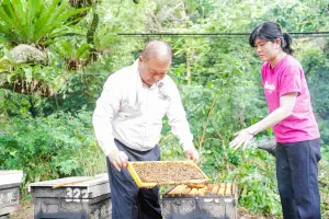 ▲蜂農陳婷怡是今年六都唯一榮獲特等獎的女性蜂農，與父親陳漢珍共同經營三峽區蜜蜂世界。（圖 ／新北市政府農業局提供）